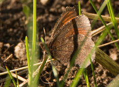 Erebia discoidalis