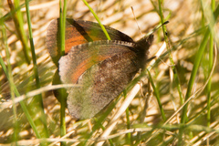 Erebia discoidalis