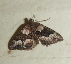 Chrysolarentia gypsomela