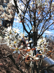 Amelanchier