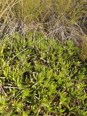 Celmisia prorepens