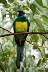 Barnardius zonarius zonarius