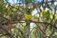 Barnardius zonarius zonarius