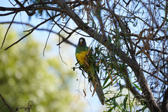 Barnardius zonarius zonarius