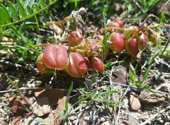 Astragalus suprapilosus