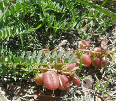 Astragalus suprapilosus