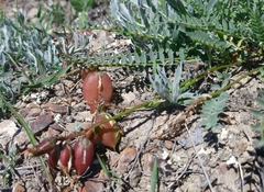 Astragalus suprapilosus