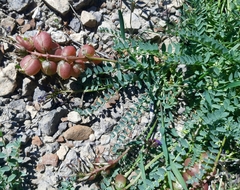 Astragalus suprapilosus