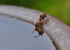 Ropalidia cyathiformis