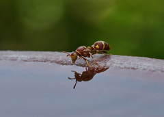 Ropalidia cyathiformis