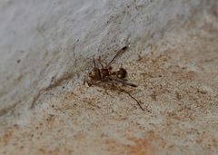 Ropalidia cyathiformis