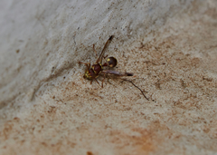 Ropalidia cyathiformis