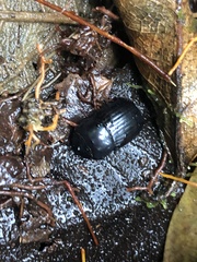 Ontherus brevicollis