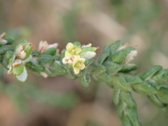 Thymelaea hirsuta