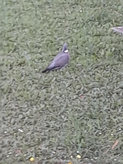 Columba palumbus