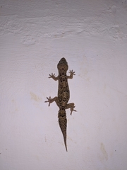 Hemidactylus angulatus