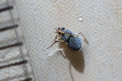 Microvelia