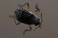 Microvelia