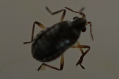 Microvelia