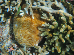 Ctenactis echinata