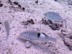 Parupeneus multifasciatus