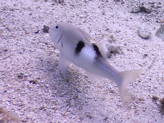 Parupeneus multifasciatus