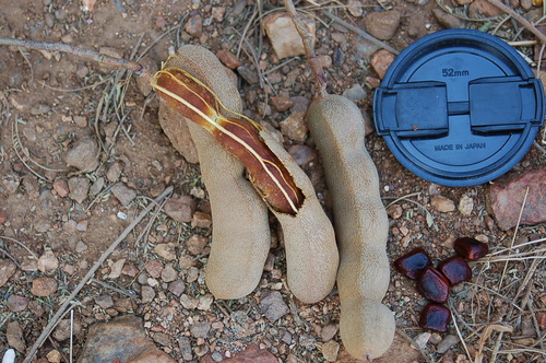 Tamarind