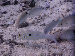 Mulloidichthys flavolineatus
