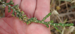 Thymelaea hirsuta