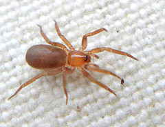 Hesperocranum rothi