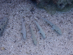 Mulloidichthys flavolineatus