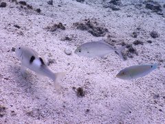 Parupeneus multifasciatus