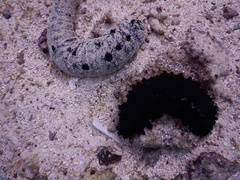 Holothuria leucospilota