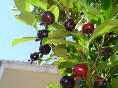 Eugenia brasiliensis