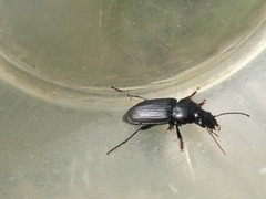 Anisodactylus binotatus