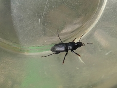 Anisodactylus binotatus