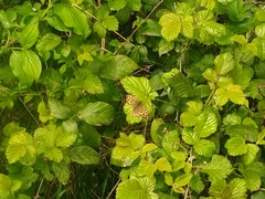 Pararge aegeria tircis