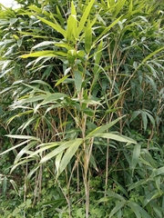 Bambusoideae