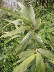 Bambusoideae
