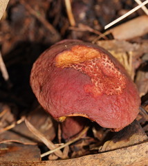 Boletus barragensis