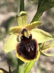 Ophrys sphegodes passionis