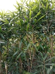 Bambusoideae