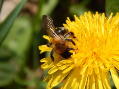Andrena nitida