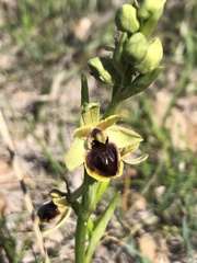 Ophrys sphegodes passionis