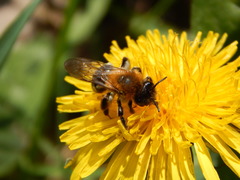 Andrena nitida