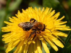 Andrena nitida