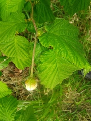 Phytoptus avellanae