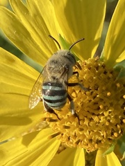 Amegilla murrayensis