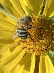 Amegilla murrayensis