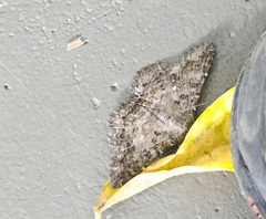 Polydesma boarmoides